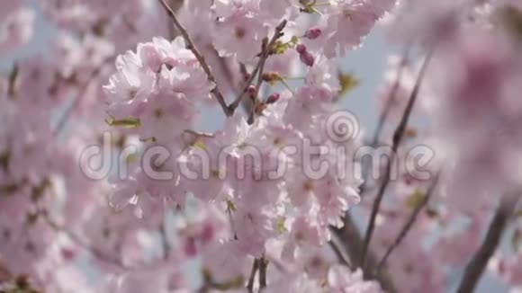关闭日本樱花在风中缓缓绽放视频的预览图