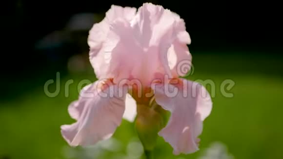 一朵盛开的玫瑰花粉的特写视频的预览图