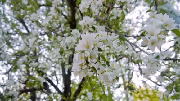 女孩轻轻地触摸苹果树美丽的开花枝美丽雪白的花树温柔的嘟嘟视频的预览图