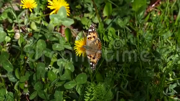 蒲公英植物在春天开放站在蝴蝶蒲公英植物上蝴蝶在春天开花视频的预览图