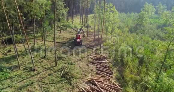 用森林收割机砍树的完整过程视频的预览图