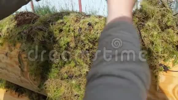 木头上的苔藓男人把苔藓视频的预览图