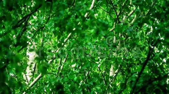 在夏季森林中挥舞桦树叶和树枝视频的预览图