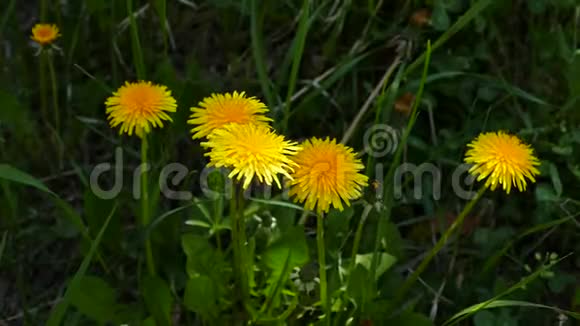 天然菊苣植物药用蒲公英植物和花天然和新鲜药用蒲公英植物和花视频的预览图