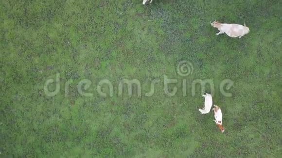 一群牛从上面看4k高分辨率视频视频的预览图