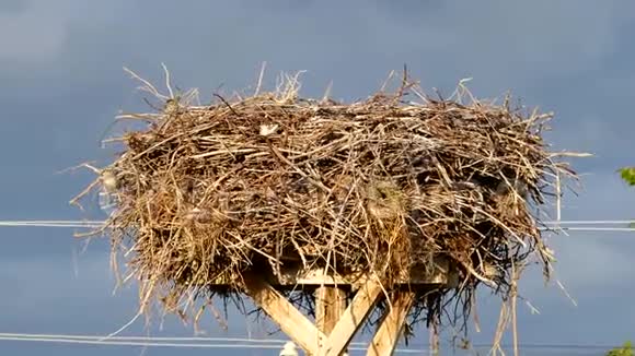 雀鸟鹳巢和雀鸟围绕鹳巢筑巢鹳巢上有雀巢视频的预览图