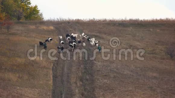 牛群和牧羊人在山上行走鸟瞰视频的预览图