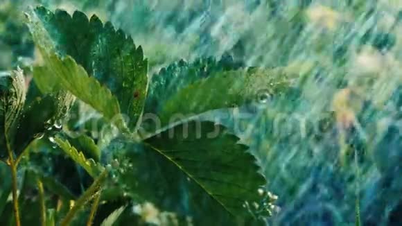夏天在一个花园里草莓叶子在水滴的滋润下在斯洛文尼亚视频的预览图