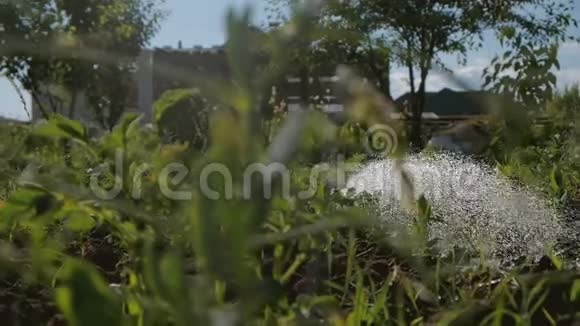 夏季淋浴喷头缓慢地在花园的一块地泼水视频的预览图