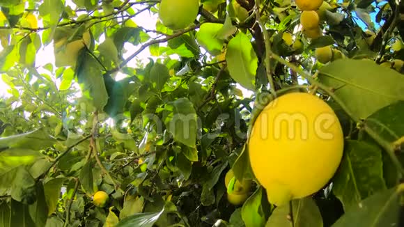 成熟的柠檬挂在柠檬树上黄色柠檬生长在花园里的一棵树上阳光照耀着树枝视频的预览图