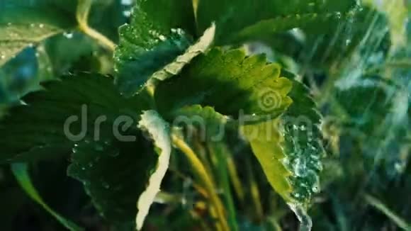 草莓的绿叶在多雨的水流下欢快地缓慢运动视频的预览图