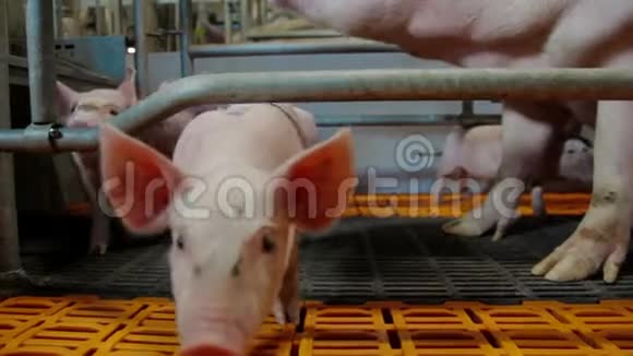 养猪场里的猪视频的预览图