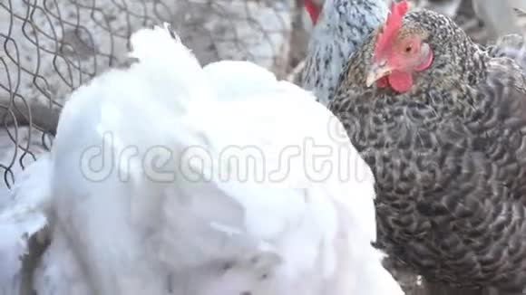 鸡和鸡视频的预览图