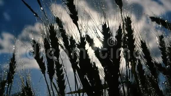 傍晚在洒满雨水的溪流下小麦卷视频的预览图