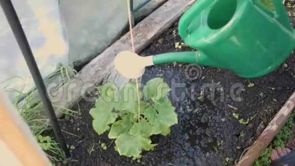 给黄瓜浇水视频的预览图