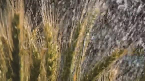 夏天湿漉漉的水滴把成熟的小麦倒在水里视频的预览图