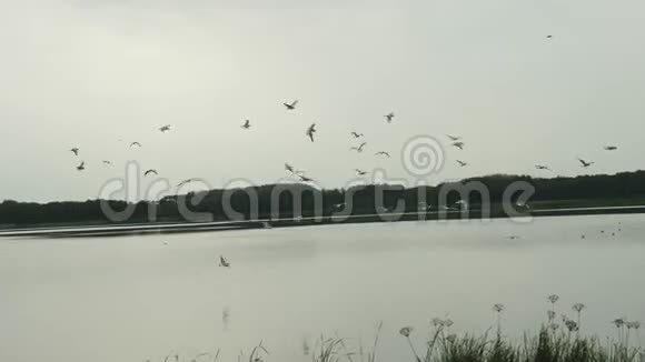 鸟儿飞过水面飞过鱼儿慢动作一群海鸥飞过湖面视频的预览图