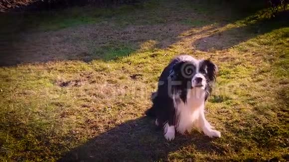 边境牧羊犬的慢动作跳跃并在苏尼特的花园里接住网球视频的预览图