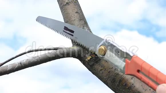 春季果园修剪树枝视频的预览图