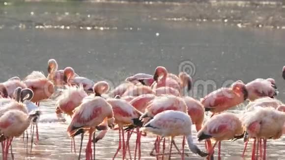 在肯尼亚博戈里亚湖洗澡的小火烈鸟视频的预览图
