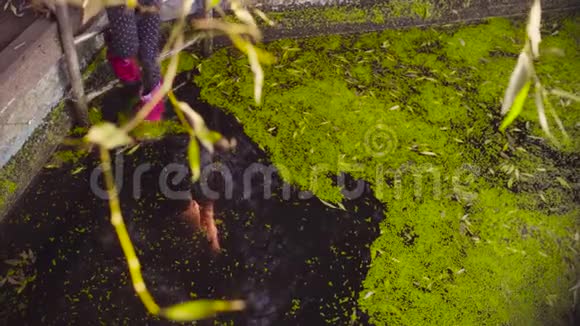 一个女孩的腿站在金属梯子上脚在长满浮萍的旧水池里晃来晃去视频的预览图