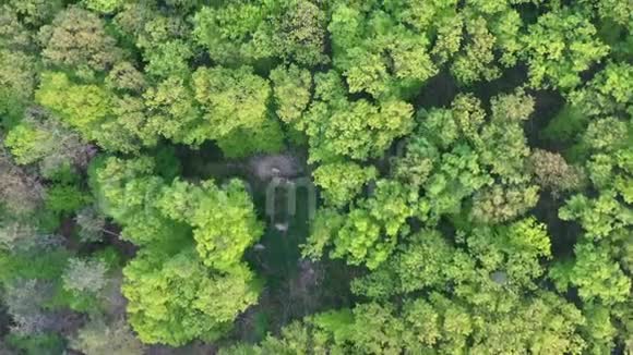 在森林篝火和茂密的春天树木叶子上方进行无人机飞行4K视频的预览图
