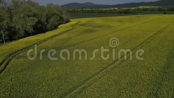 斯洛伐克西部油菜田上空的反飞无人机镜头视频的预览图