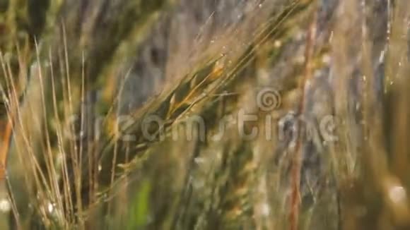 在阳光明媚的一天在洒满雨水的溪流下一捆麦子在邋遢的阳光下视频的预览图