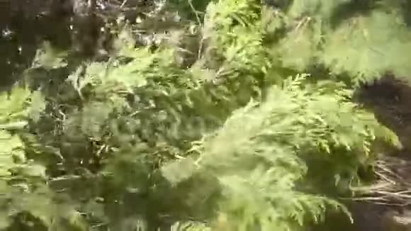英国北诺森伯兰风吹树视频的预览图