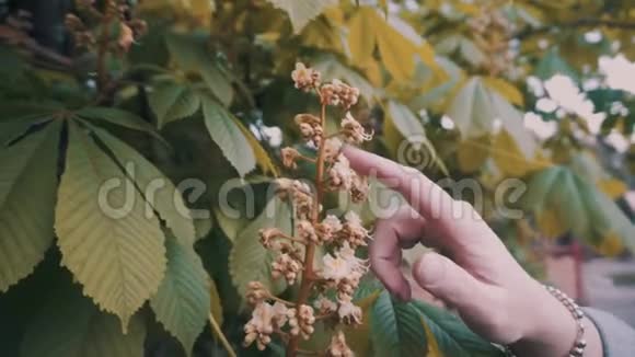 女孩轻轻地轻轻地用手指在一棵开花树的花朵上温柔的触摸框架视频的预览图