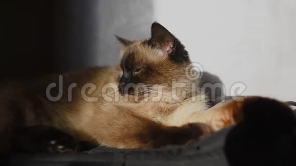 暹罗猫躺在阳光下视频的预览图