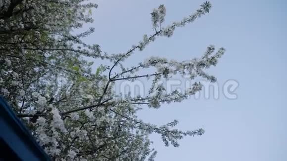春天一棵美丽的开花苹果树的总图美丽的树映衬着蓝天视频的预览图