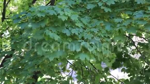 绿色枫叶上的自然风视频的预览图