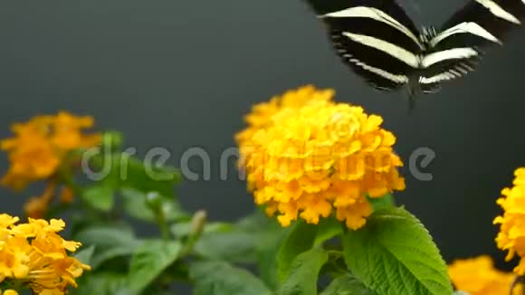 黑色和黄色的蝴蝶视频的预览图