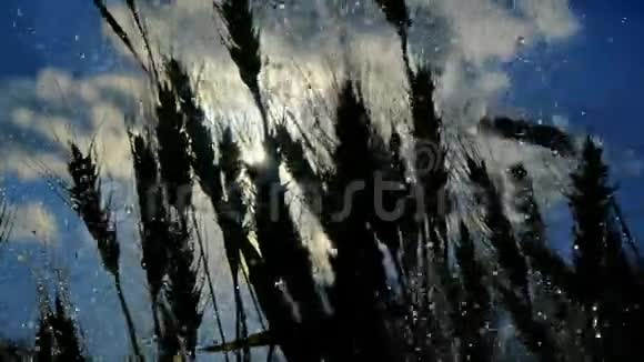 在湿漉漉的雨滴下满是成熟的小麦令人欣喜视频的预览图
