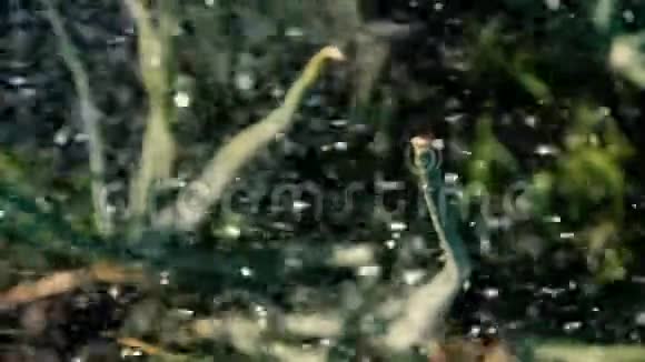 葱花植物在邋遢的花园里的水流下视频的预览图