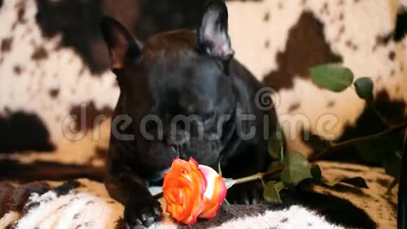 法国斗牛犬红玫瑰花高清镜头视频的预览图