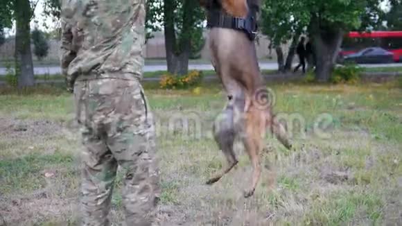 男人训练他的狗在公园里做跳跃指挥视频的预览图