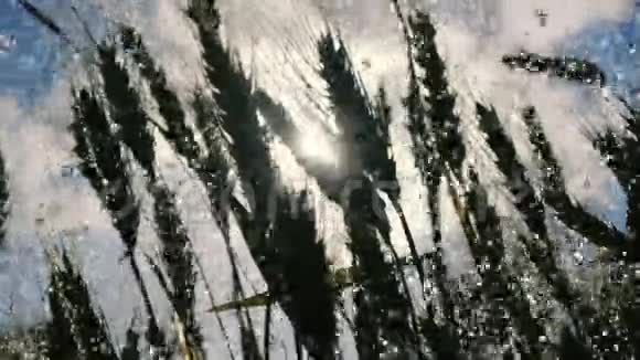 有成熟穗状花序的小麦植物在雨水的流动下缓慢地摆动视频的预览图