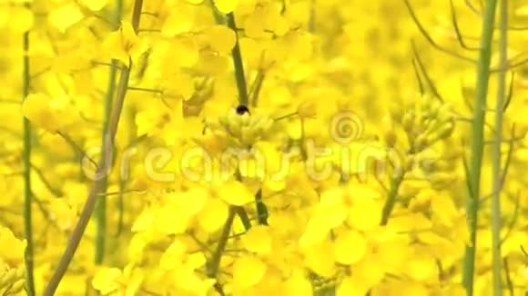 油菜田里的蜜蜂视频的预览图
