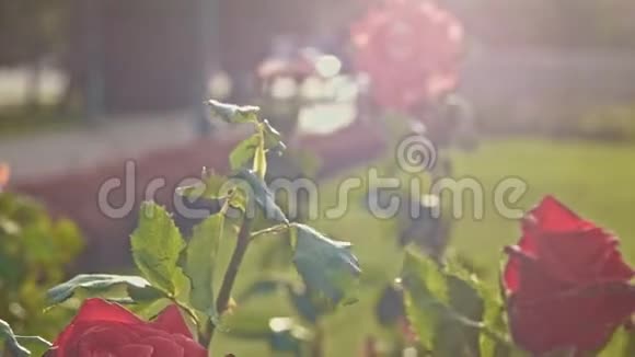 秋天阳光明媚的公园里的玫瑰花视频的预览图