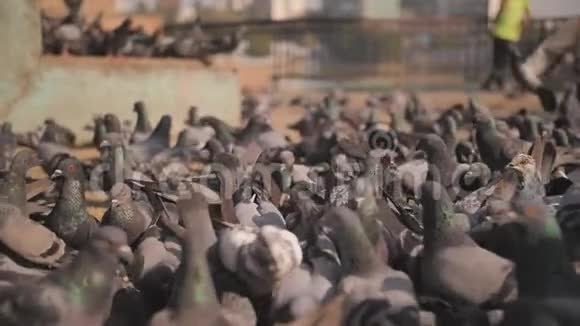 孟买广场上的城市鸽子那里的鸽子被喂食慢动作视频视频的预览图