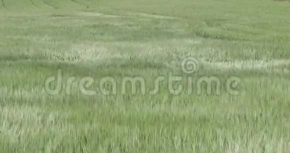 在风中荡漾的燕麦田视频的预览图