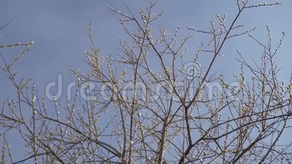 一棵树的枝条嫩芽在风中摇曳迎着蓝天概念春天新生活新鲜视频的预览图