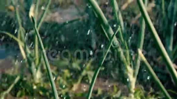 夏天绿葱叶在湿漉漉的水滴下视频的预览图