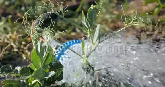 夏天在邋遢的环境中用浓密的淋浴水流浇灌绿植物视频的预览图
