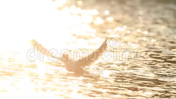 阳光下的海鸥飞过水面视频的预览图