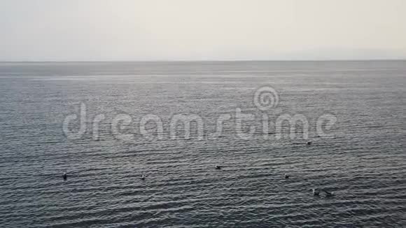 用漂浮的海鸥慢镜头拍摄大海视频的预览图