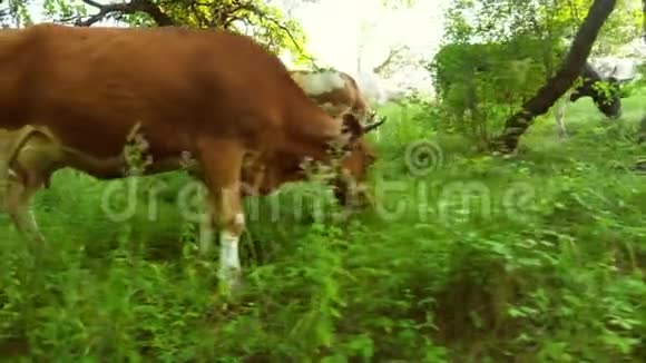 炎热的夏天棕牛在树荫下吃青草家养牛粮食和牲畜护理视频的预览图