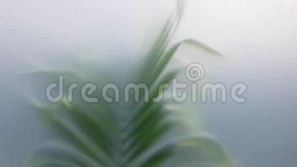 棕榈叶在一扇结霜的玻璃窗后在风中飘动视频的预览图